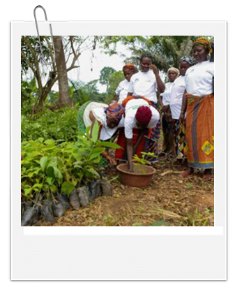 Reforestaction cote d ivoire