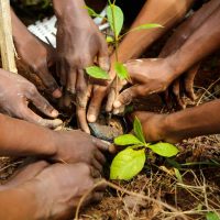 REFORESTACTION COTE D IIVOIRE