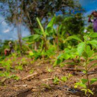 REFORESTACTION COTE D IIVOIRE