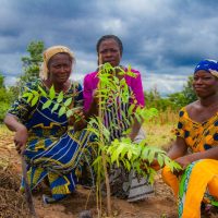 REFORESTACTION COTE D IIVOIRE