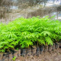 REFORESTACTION COTE D IIVOIRE