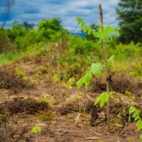REFORESTACTION COTE D IIVOIRE