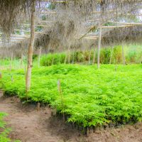 REFORESTACTION COTE D IIVOIRE