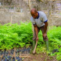 REFORESTACTION COTE D IIVOIRE