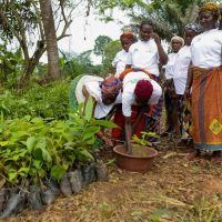 REFORESTACTION COTE D IIVOIRE